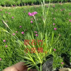 宿根花卉欧石竹批发 地被草花欧石竹小苗 欧石竹穴盘苗 花带花海欧石竹草花