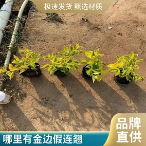 ����������߼����̴��� С�� ���� �ļ�����������ֲ��������