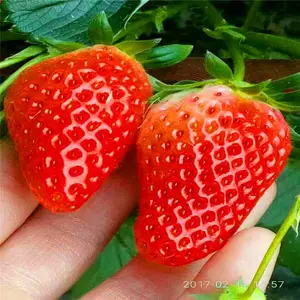 新起点园艺场20公分红颜草莓苗价格多少钱 根系发达红颜草莓苗报价