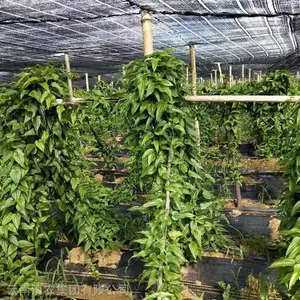 湖北百部苗 现货 云南百部种苗供应 基地直供百部种子 百部种植 品质***