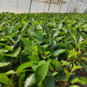 淄博樱桃树苗批发基地***品种-山东鑫农园艺