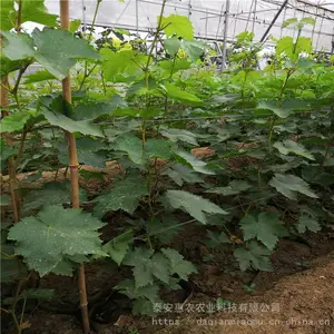 ����������ֲ����õ����������������� ��ũũҵ �ĺ���ľ�޽�