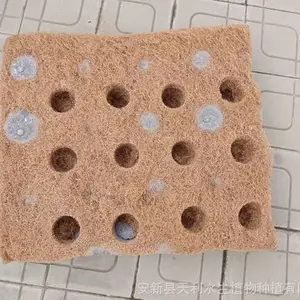 ������άƯ��ʪ��,���︡��/����,�˹�����
