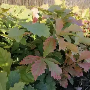 ����Ʒ���ɹ��� ��Ҷ����ľ ������·԰���̻��쾰ͥ����