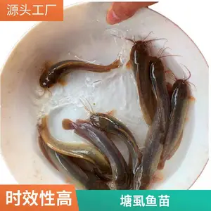 塘鲺鱼苗 埃及塘鲺鱼苗 短期快速上市 连片池塘规模化养殖优选