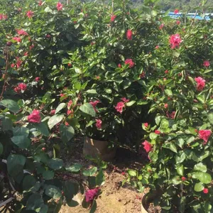 湖南假植重瓣扶桑景观造园,湘潭重瓣扶桑产地种植