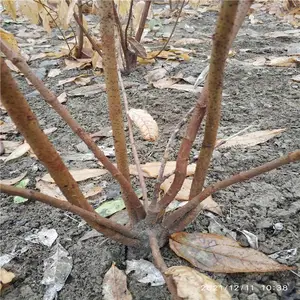 美化缘 抗寒蜡梅 在百花凋零的隆冬绽蕾斗寒傲霜