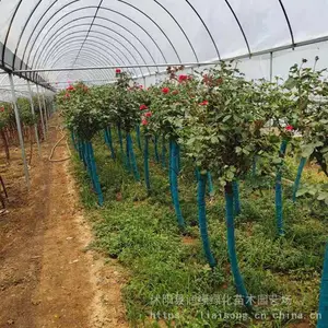 ��׮�¼� ���� ��״�¼��߸˶��˼޽���������