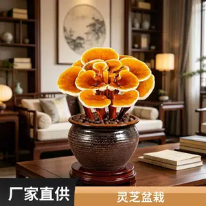 ������֥������ С����֥�辰 ������֥�ڼ� ���ڼ���ѡ ����ֱ��