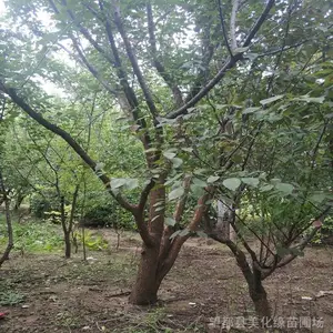 �ӱ��������ػ������� ��Ӧ��ǿ����ޱ�� �����պ졢��������