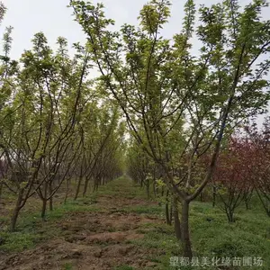 保定当地苗圃供应 美植袋梅花 容器苗杏梅(直径8-9cm 丰后、淡丰后等)