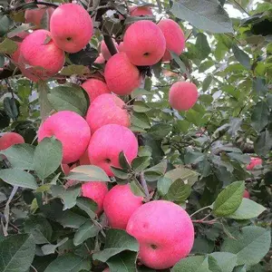苹果苗基地 呼和浩特苹果苗基地