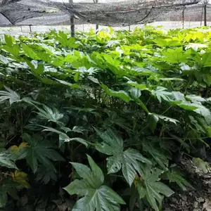 八角金盘小杯价格 成都八角金盘种植基地 四川苗木批发 成都绿化苗木 绿化工程苗木 地产苗木批发