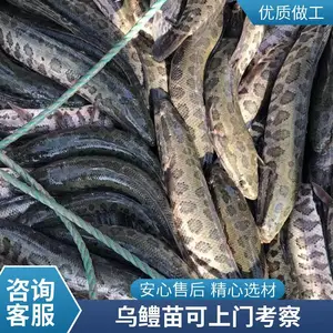 湖北武汉本地黑鱼苗鱼苗养殖场 才鱼苗 规格可定 量大从优 欢迎洽谈