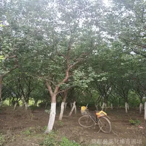 �������������� ��Ӧ���ƺõ� ��ֲ�����÷ ��ֲ�������÷���ؾ�6-9���֣�