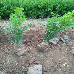 ����СҶŮ��-������ľ����-СҶŮ������ɫ��