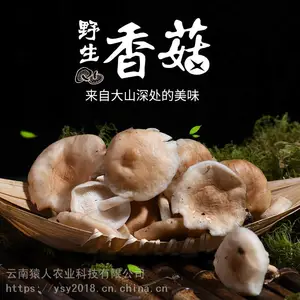 高原食材 香菇泡沫箱1.5公斤 净重2斤 酒店 餐饮 家庭 一件代发