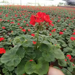 贵州种植杯苗的草花天竺葵工程苗基地哦大小都有工程苗大量
