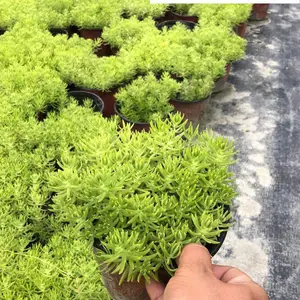 供应各类佛甲草杯苗 佛甲草双色杯 苗圃自产 好养易活 适应力强 庭院屋顶小区绿化