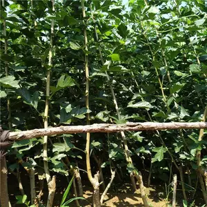批发***早熟高产大金星山楂苗成活***易管理 山东山楂苗基地