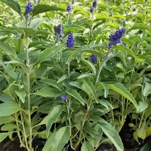 一串蓝鼠尾草园林景区绿化苗木路边公园观赏种植