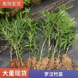 罗汉竹 别墅公园小区绿篱隔断绿化竹子竹苗 四季常青生长旺盛