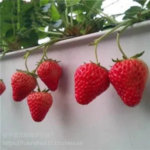立体种植 采用立体式草莓栽培的优越性