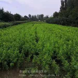 ��԰�ճ������´��е��������4�š�����19��������С��