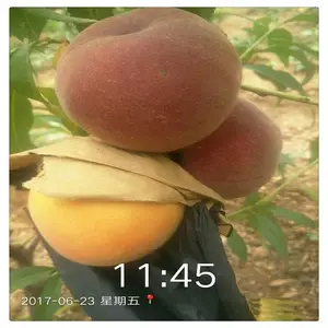 �ֻ�����ӳ˪�� ��ѩ�������� *** ����18����