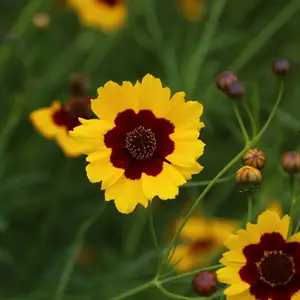 北京绿鑫花种蛇目菊