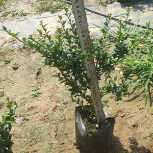 �ɶ���׶����� �̻���ľ�� ���õر���������԰���̻���ʹ��