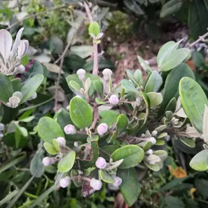 桃金娘-山念子-山菍子-岗念