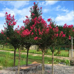 紫薇亭类编织造型,紫薇凉亭价值,湖北植物造型基地,景区规划专家