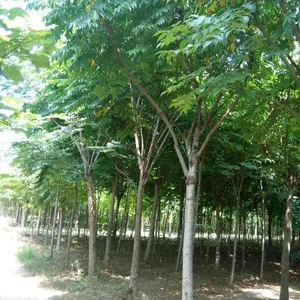 栾树(摇钱树)成都***格,苗圃直销价