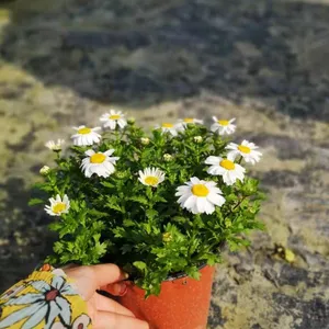 20���ָ߰׽�ռ۸�,��ɫ�Ž�����,�ɶ�������ֲ����