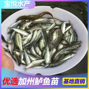 常州加州鲈鱼苗***格快大 淡水鲈鱼苗价格