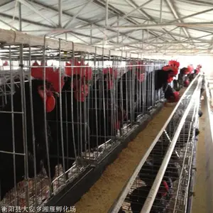 青壳蛋鸡苗价格量大批发高产土鸡鸡苗适合放养