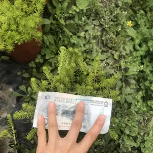 湖南佛甲草杯苗的基地是0.45元，脱杯率为0金叶绿叶都有
