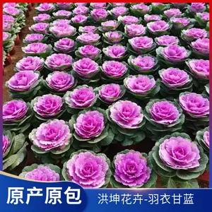 冬季室外可栽植 庭院绿化 道路绿化城市工程用 园林绿化羽衣甘蓝