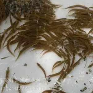 哪里有泥鳅苗 泥鳅苗多少钱一斤 泥鳅苗价格泥鳅苗批发 小龙虾苗直销