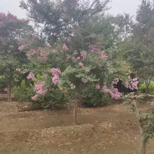 ��������4���ֵ�����Ҷ��ޱ���� ���պ�ɻ�***