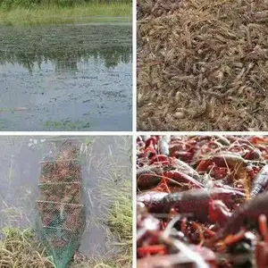 重庆哪里有卖龙虾苗 重庆小龙虾养殖基地 现在小龙虾苗价格