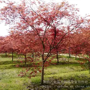 ��Ӧ��Ҷ�����÷���ƽ𻱡���鵵���ľ-��ľ