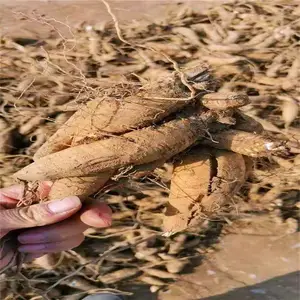 ��̩��ҩ�� ������ֲ����Ķ���� ���ع�Ӧ������