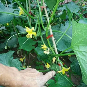 ���տ��̶�������֦�� ��Чʡ���ƹϰ����� ��ʥ