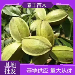 春丰苗木 美国核桃苗基地生产 品种*** 可孤植 丛植