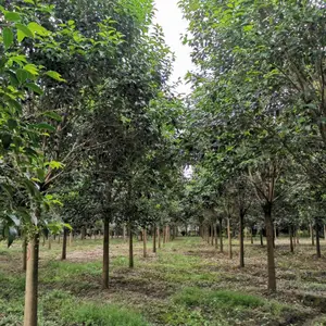 批发大叶女贞 高杆女贞 冬青树 绿化苗木大叶女贞树苗 规格齐全 产地直销