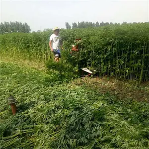 120����΢�͸�ɹ�������ո�����ո���ɵ���ˮ���ո��Ч��