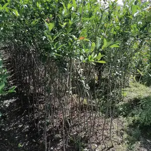 �������ź��ĳ��� ������������ �������ź��Ĺ�����