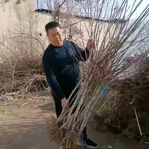 山楂树小苗 甜红子山楂树苗 山楂苗 黄山楂树苗
